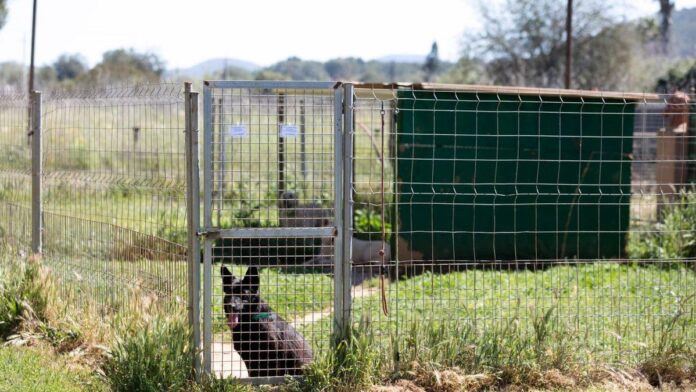 The Consell de Ibiza orders the precautionary closure of Can Dog for animal welfare breaches