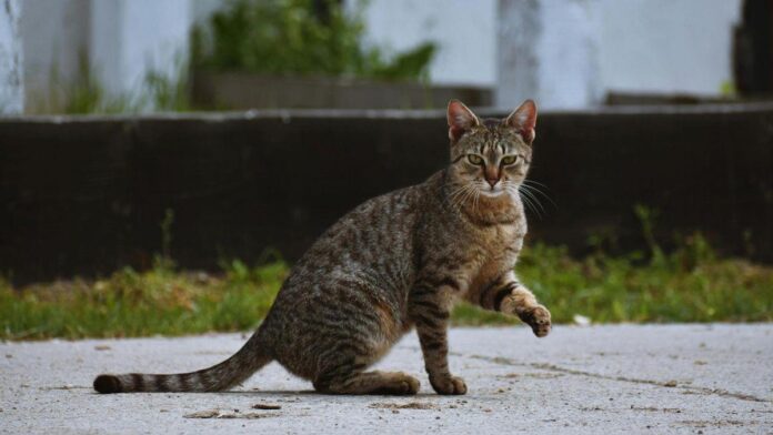 “There is not a single legal cat colony on Ibiza”: hunters accuse animal associations of breaking the law
