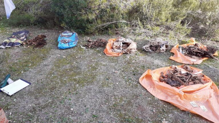 Discovery of the skeletal remains of around 20 dogs in Es Cap de Barbaria, Formentera