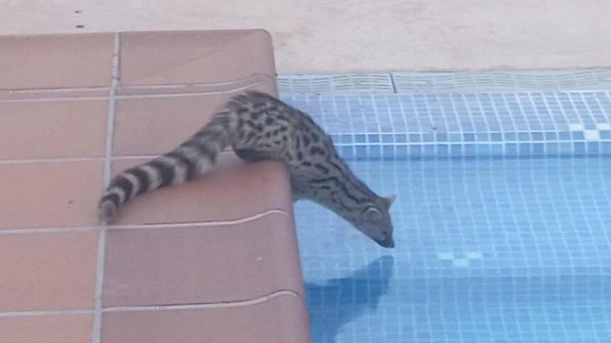 Sant Antoni homeowner “solves a mystery” by finding a civet cat in his pool