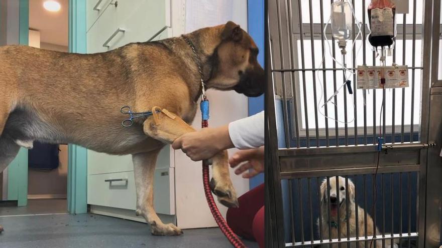Baloo, the Ibiza dog that saves lives