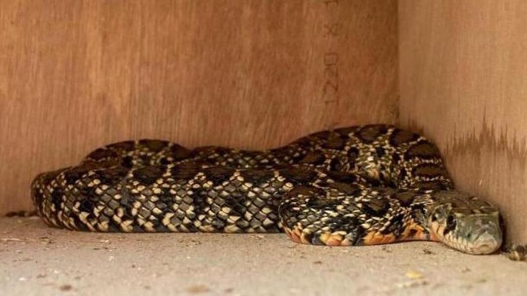 Record snake capture in Ibiza: Protegim ses Sargantanes hunts almost 600 snakes this year