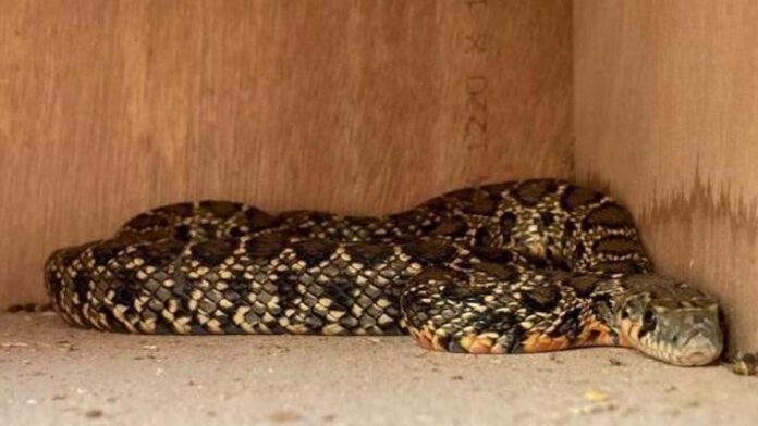 83852ea1-e79d-42fb-9459-ffee6c0ad57b_16-9-discover-aspect-ratio_default_0.jpg Record snake capture in Ibiza: Protegim ses Sargantanes hunts almost 600 snakes this year