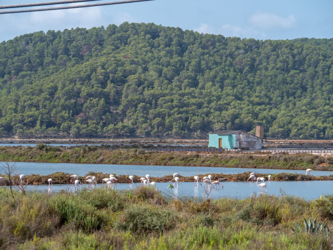 Ibiza with kids: ses Salines Natural Park.