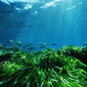 Posidonia oceanica