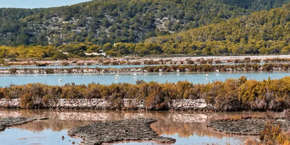 Birdwatching in Ibiza: Flamingos at Ses Salines Natural Park.