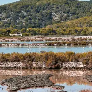 Birdwatching in Ibiza: Flamingos at Ses Salines Natural Park.