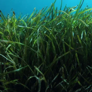 Posidonia