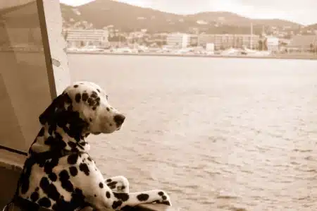 Dog-friendly Ibiza: discover the island with your furry friend