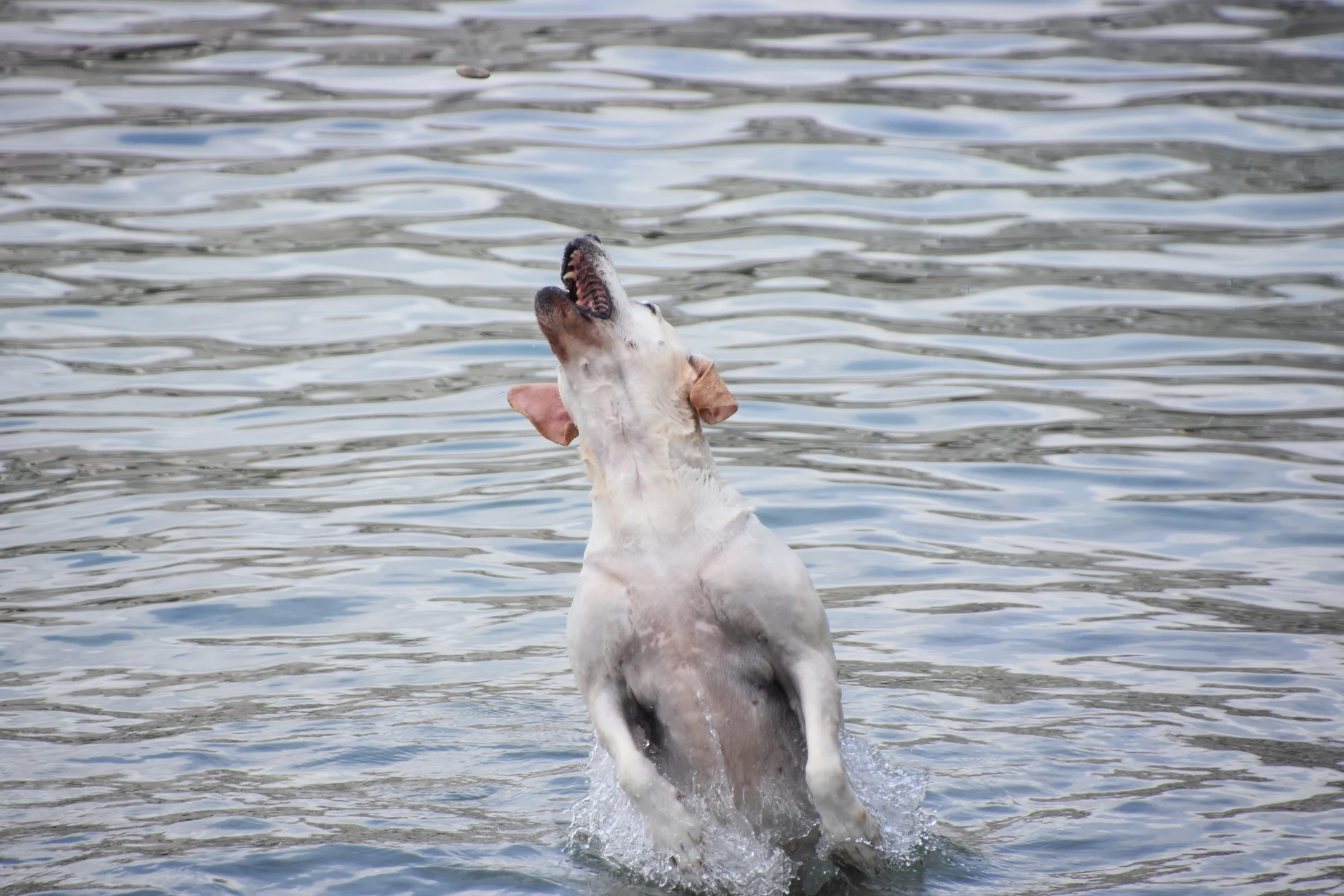 Ses Figueres: dog-friendly beach