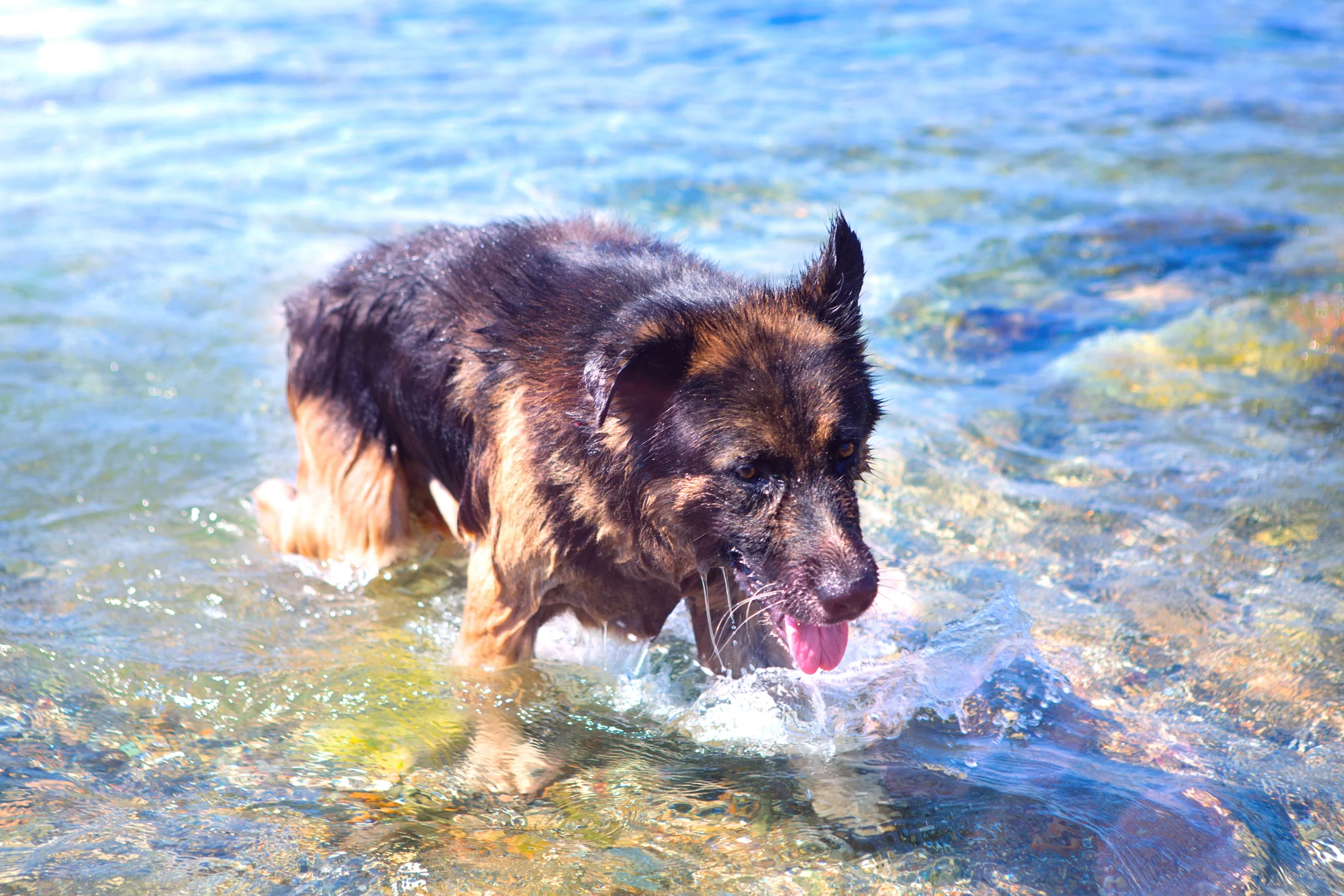 Dog-friendly beaches