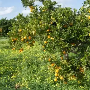 Within Calvin Harris’ Ibiza retreat, where he quietly fell for Vick Hope