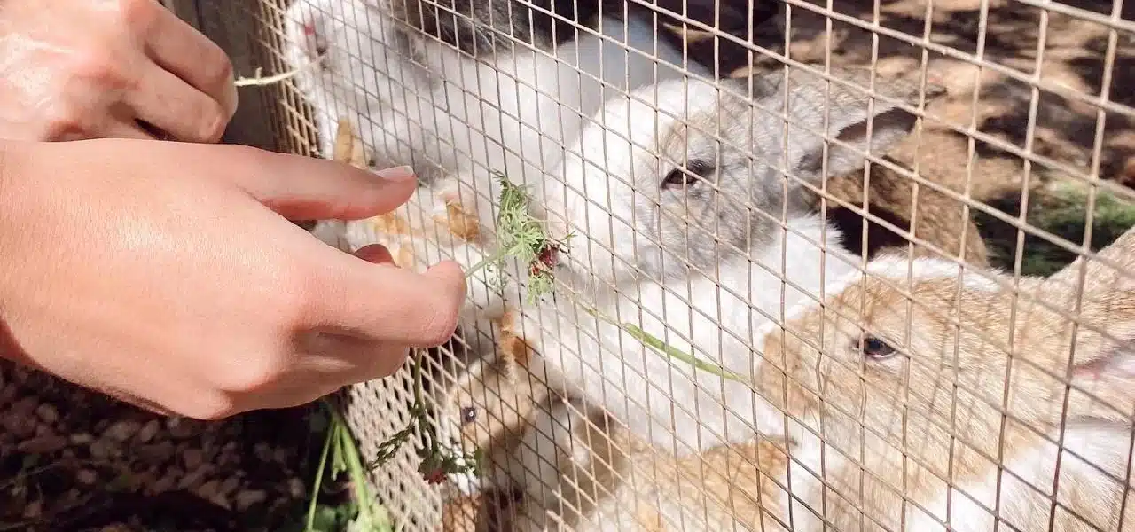 Christmas experiences with children: Can Muson