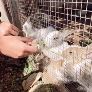 Christmas experiences with children: Can Muson