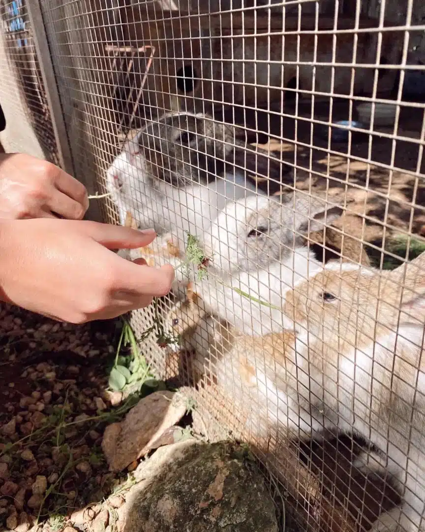 Christmas experiences with children: Can Muson