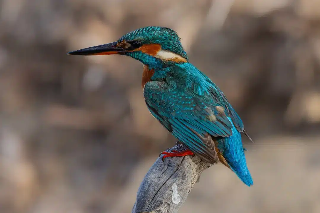 Birdwatching at Ses Feixes (2)