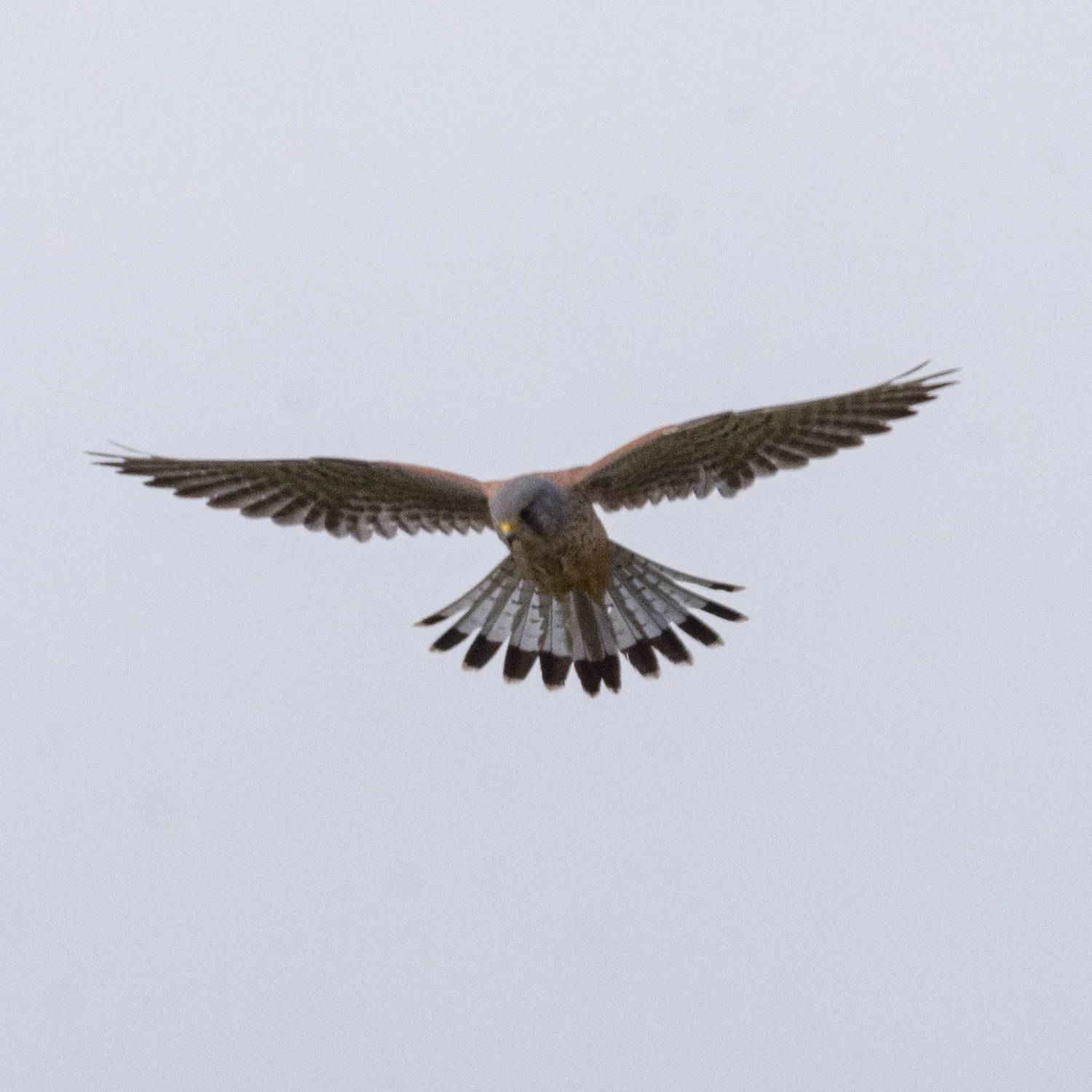 Birdwatching at Ses Salines Natural Park (3)