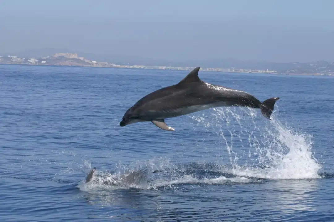 Dolphins in Ibiza