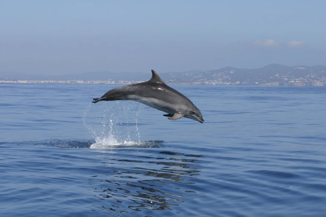Dolphins in Ibiza
