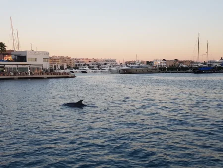 Ibiza’s wild dolphins create a magical moment for local family