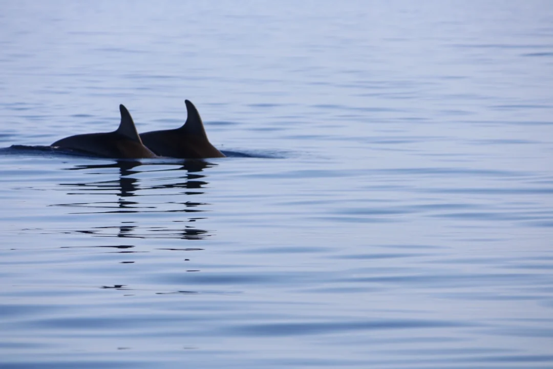 Dolphins in Ibiza