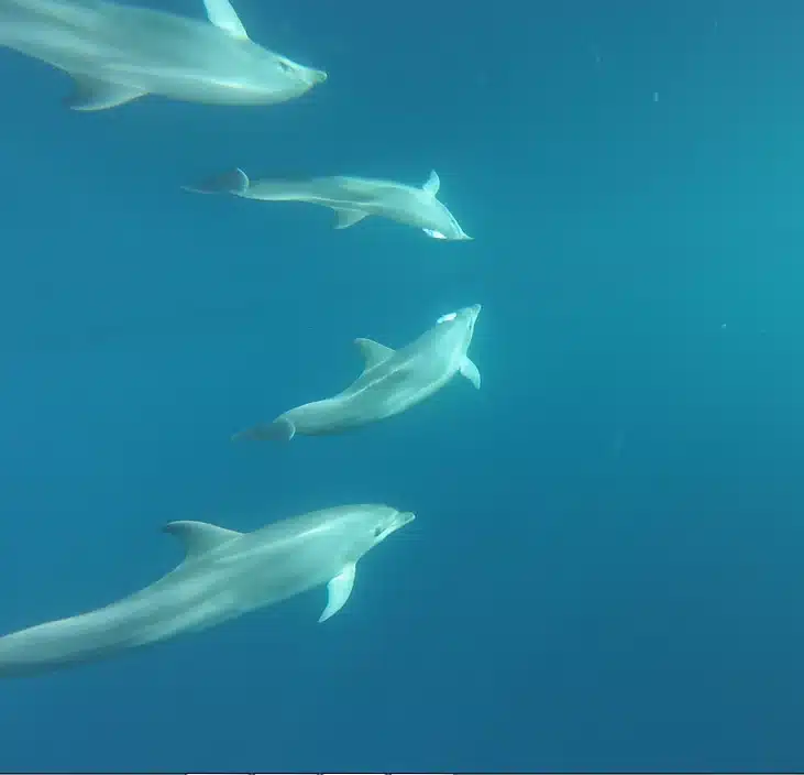 Dolphins in Ibiza