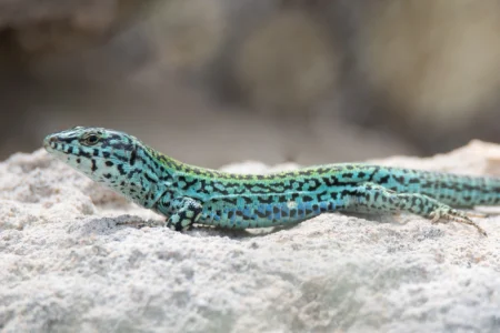 Why protecting the native Ibizan wall lizard from invasive snakes is crucial