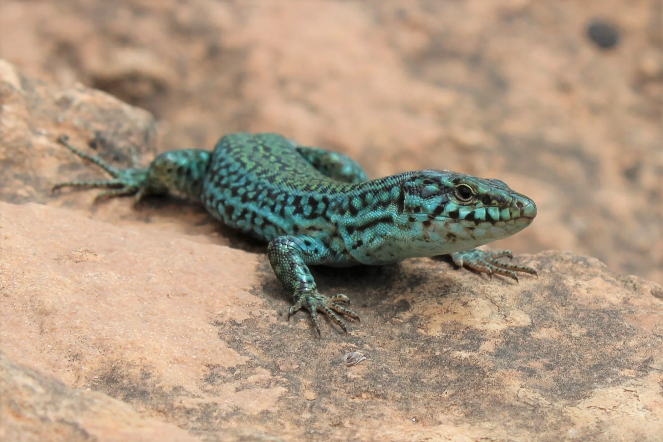 Ibizan wall lizards