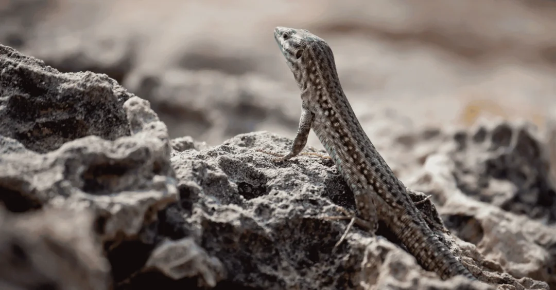 Ibizan wall lizard