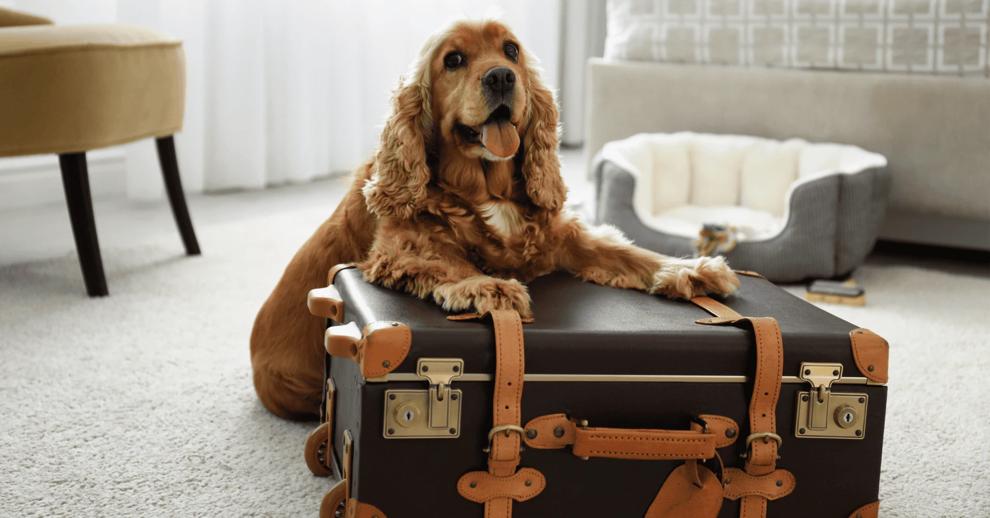 Pet-friendly hotels in Ibiza