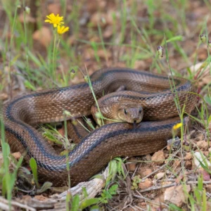 Snakes in Ibiza