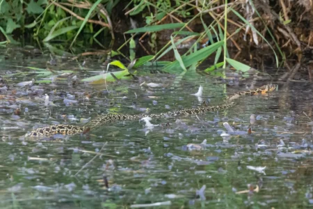 The reason why snakes are swimming in Ibiza: ‘It’s truly shocking’