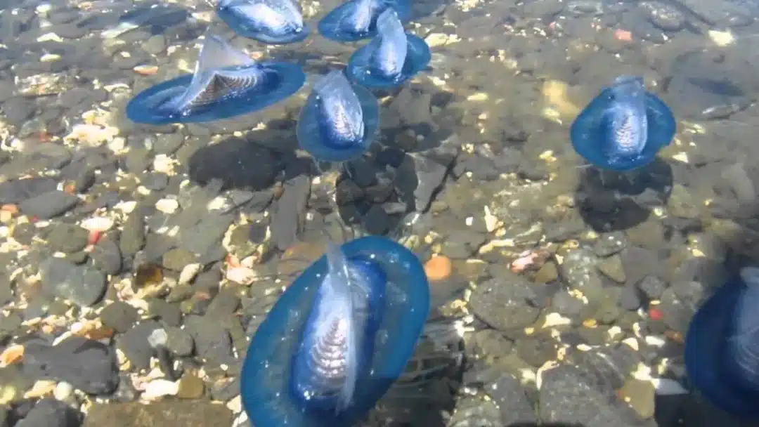These are Velella velella, known in English as by-the-wind sailors.