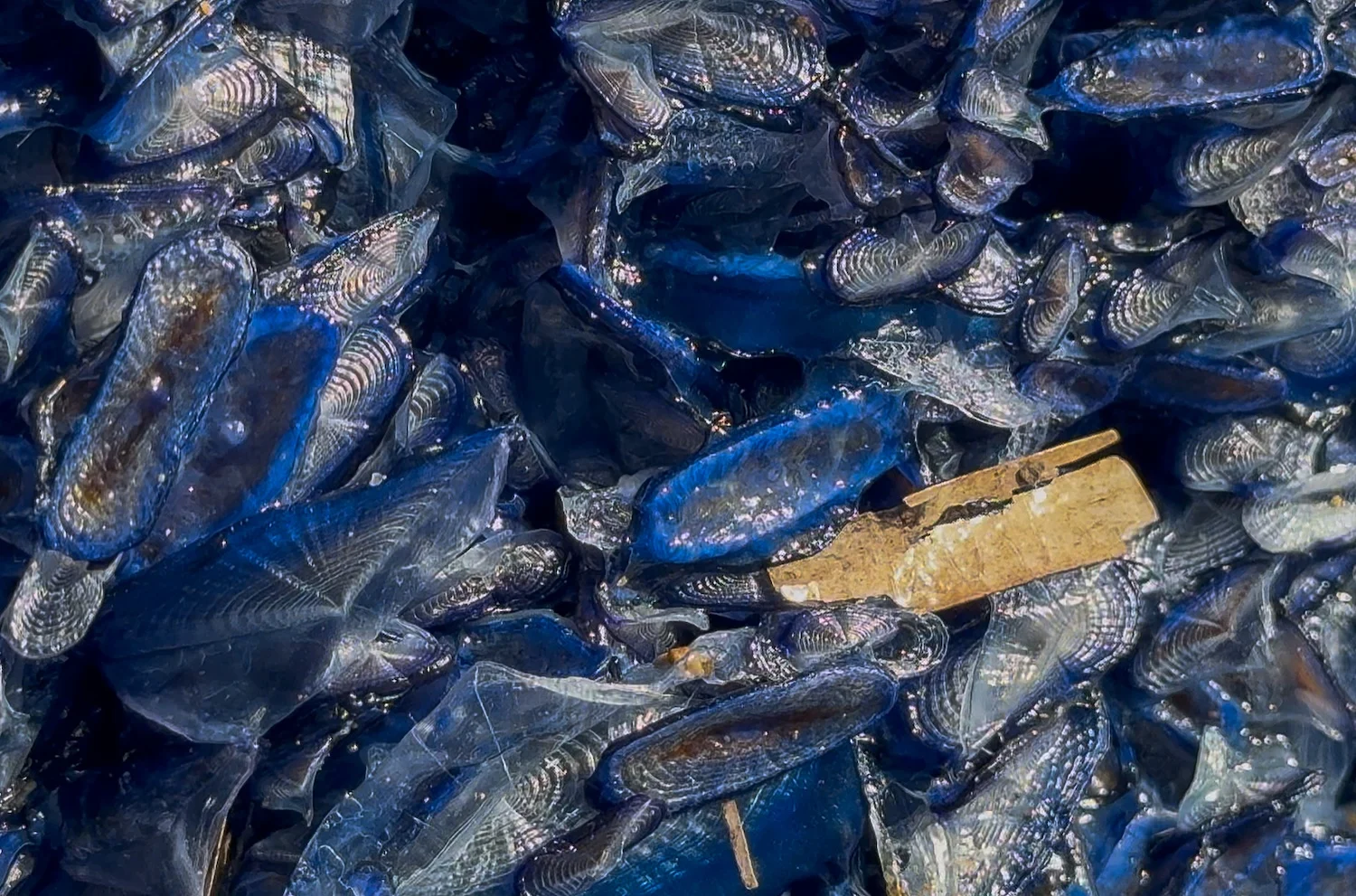 Barquetes de Sant Pere stranded on the beach / SANTI TUR @ATFUNK
