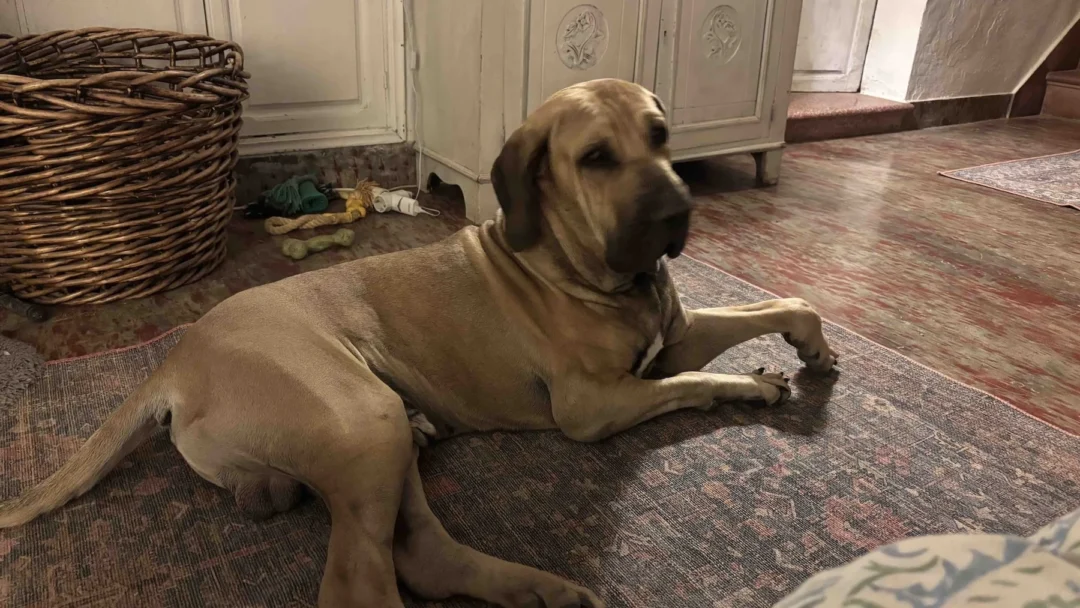 Fokky, the dog from Ibiza 3