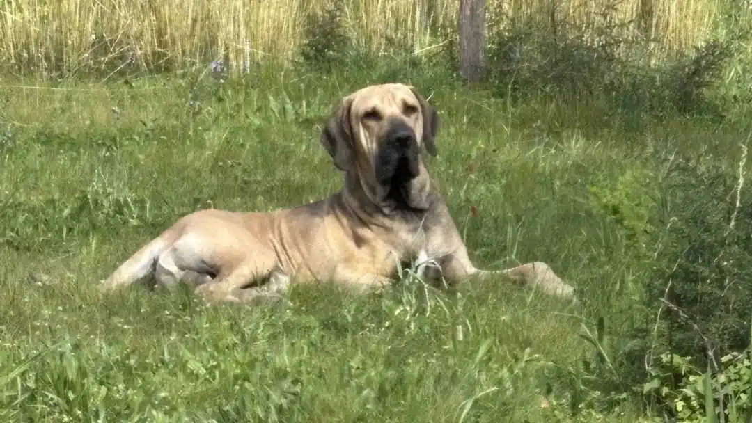 Fokky, the dog from Ibiza