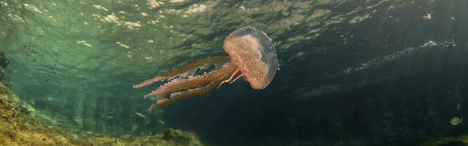 Jellyfish in Ibiza