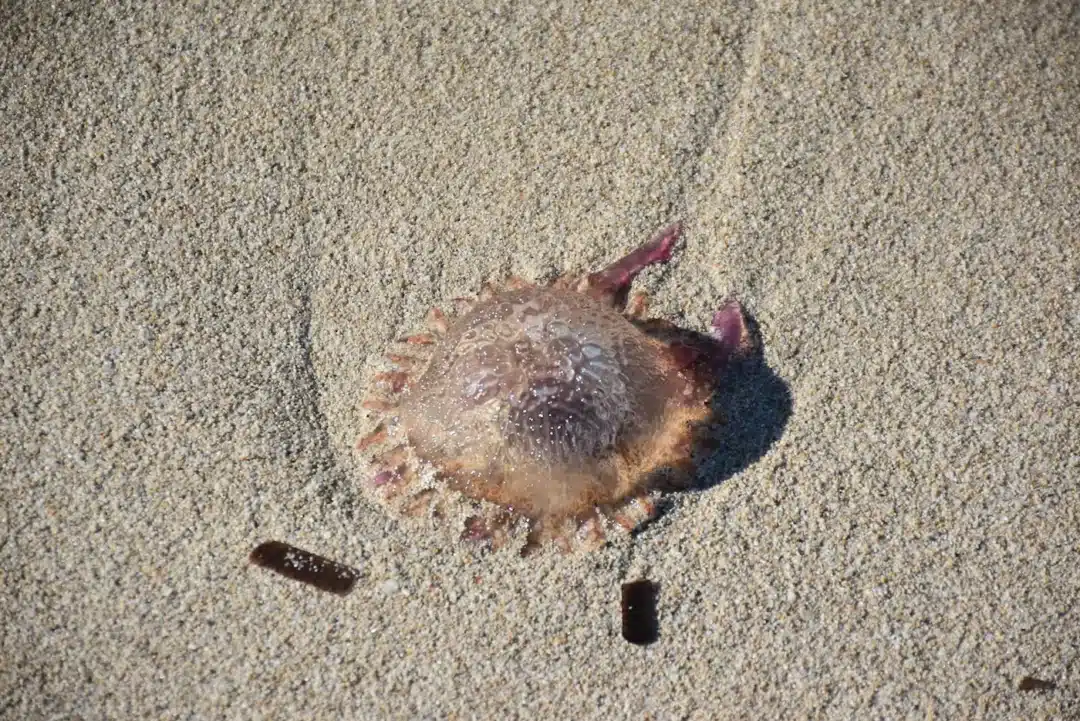 Jellyfish in Ibiza's beach
