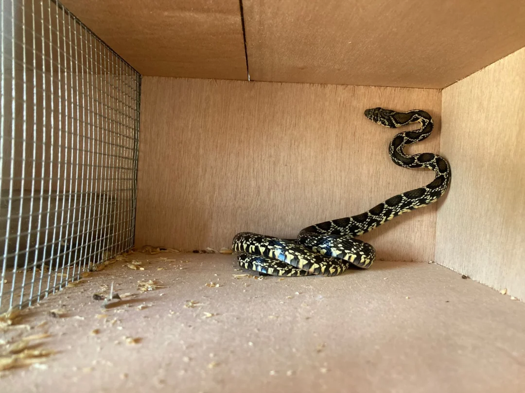 Horseshoe whip snake in Ibiza.