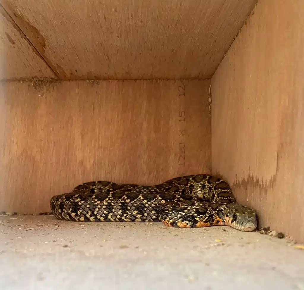 Horseshoe whip snake in Ibiza.