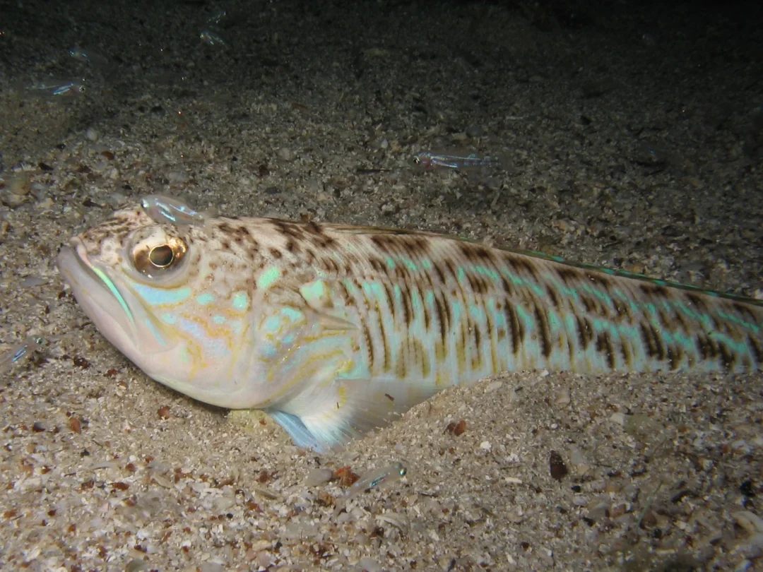 Weever fish