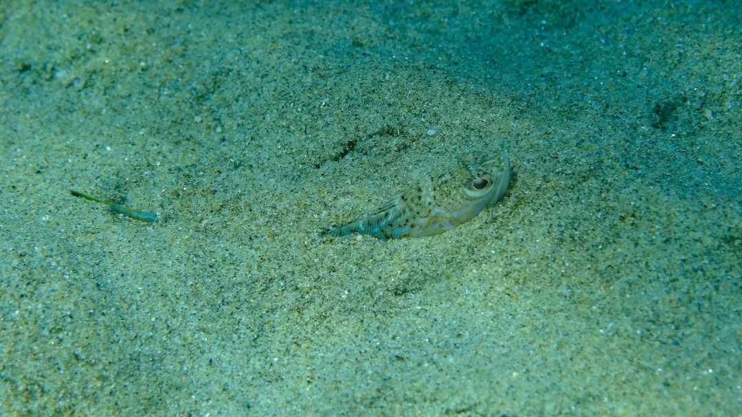 Weever fish
