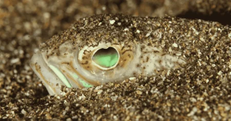 Danger on Ibiza’s beaches: a fish you don’t want to encounter