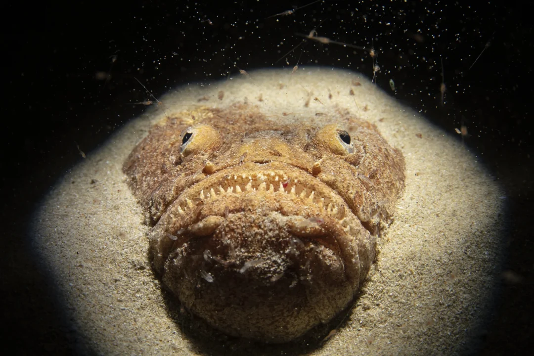 A weever fish in Ibiza.