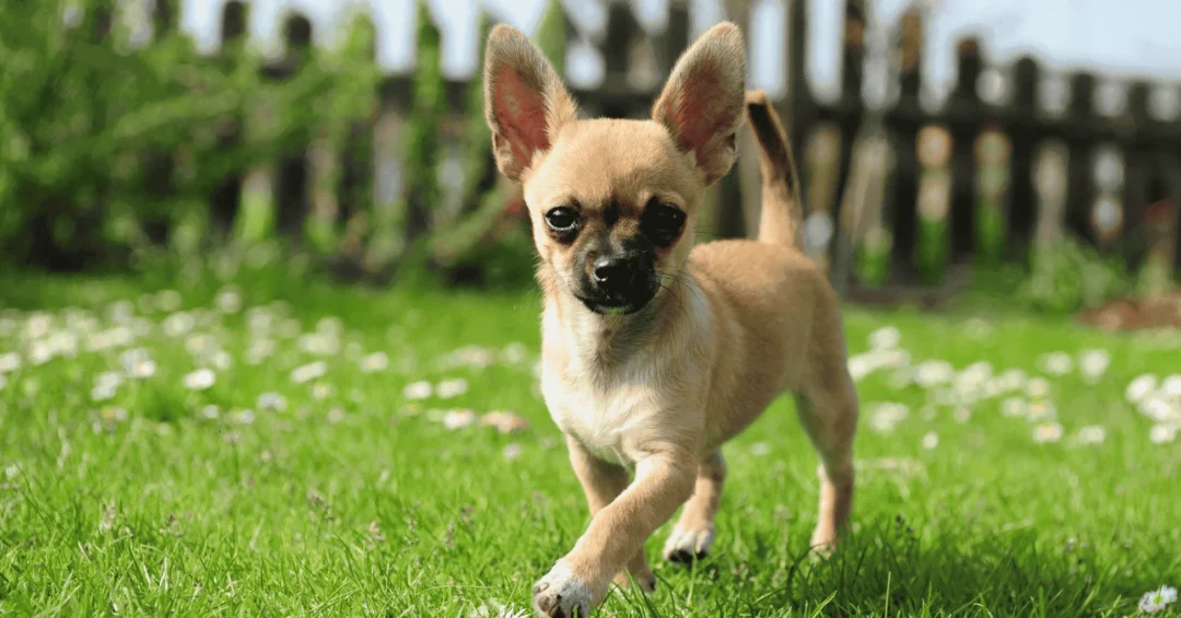 A guest in Ibiza ordered the most expensive fillet steak on the menu—for her chihuahua.