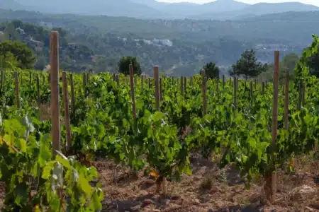 Tasted wine from Ibiza? Discover 2 stunning wineries on the island