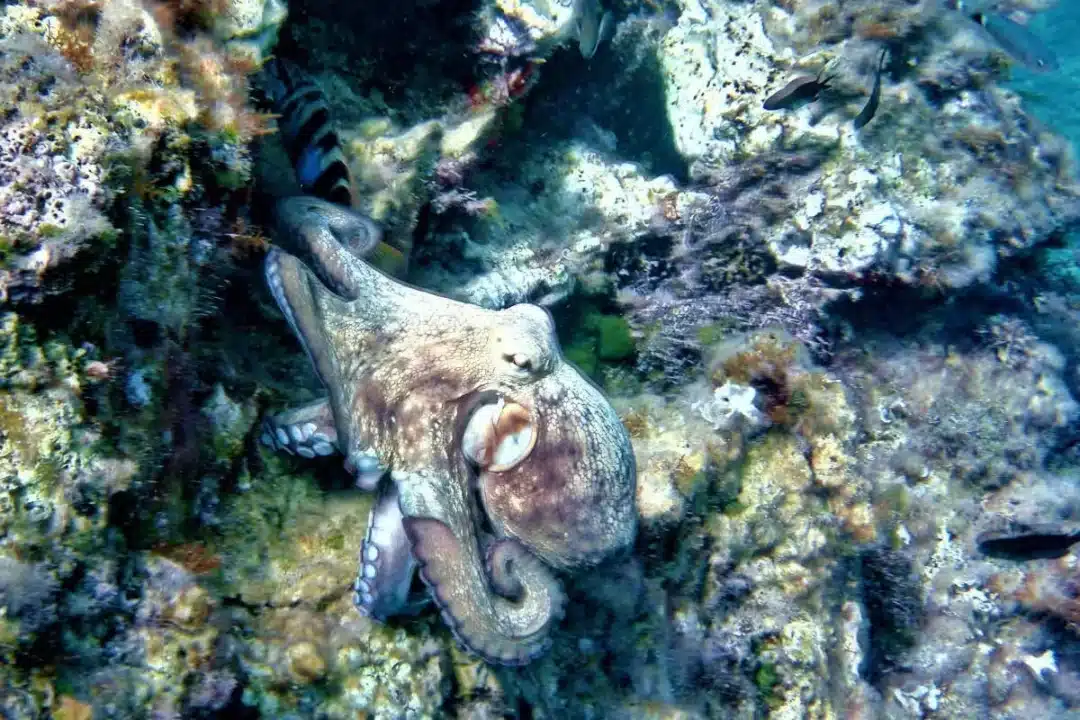 Kayak and snorkel tour through hidden coves