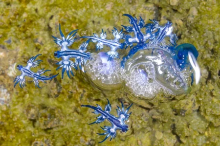 The mysterious blue dragon: could this stunning sea creature appear on the beaches of Ibiza?