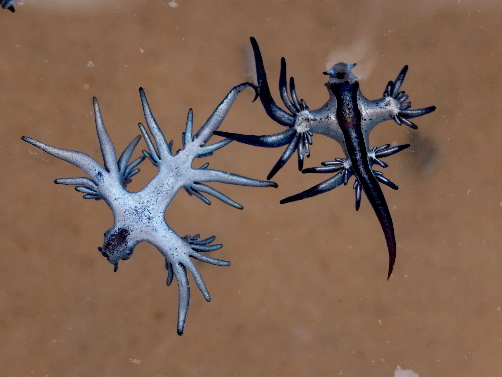 Blue dragon in Ibiza