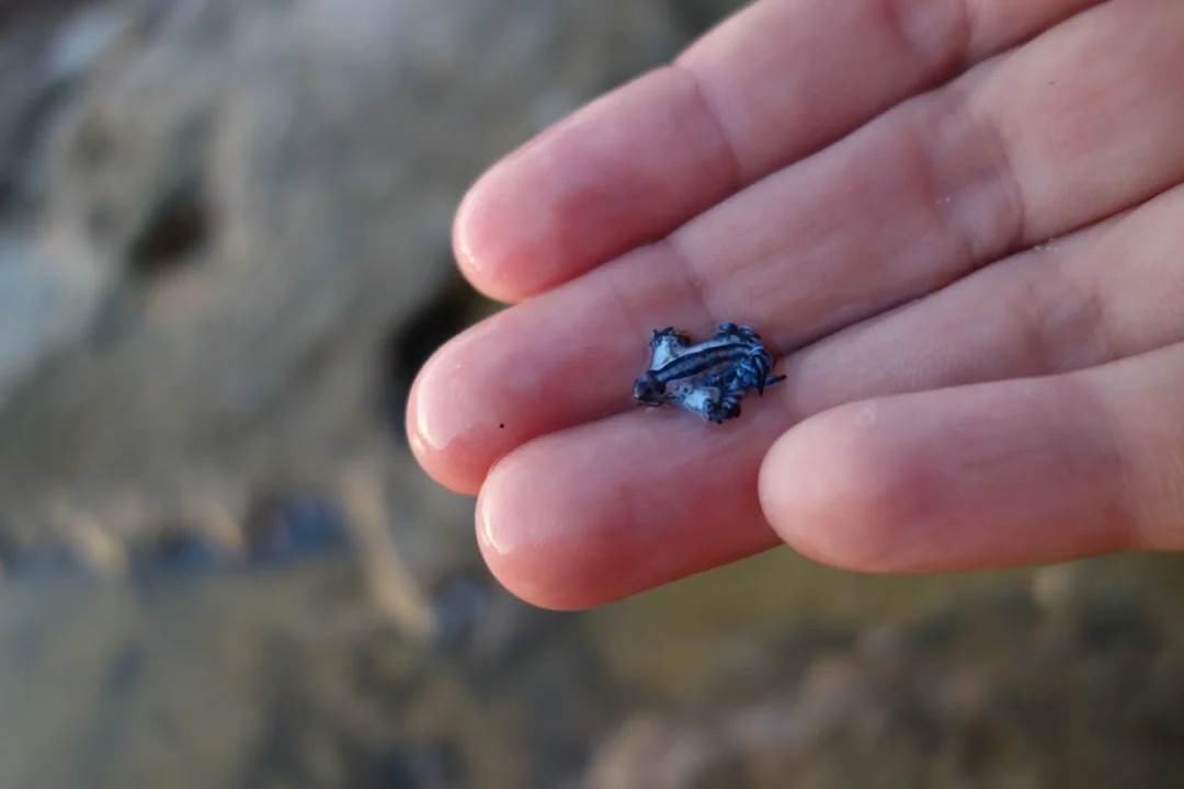 Blue dragon in Ibiza